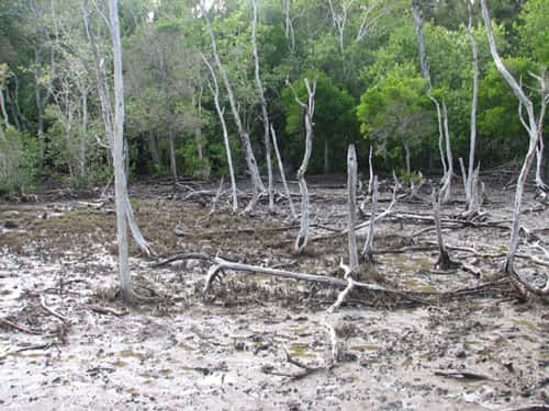 Les transitions tanne-mangrove  et tanne-terre ferme, indicatrices de dynamiques végétales