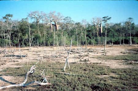 <br />Contact du tanne avec la forêt dense sèche à baobabs dans la région de Morondava à Madagascar <br />&copy; JM Lebigre <br />Reproduction et utilisation interdites