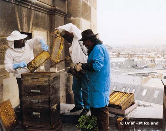Rucher du toit de l'opéra Bastille, à Paris. © Reproduction et utilisation interdites
