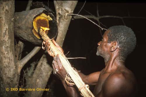 Au Sénégal, la récolte du miel s'effectue la nuit avec une torche. Tout l'essaim est détruit pour récupérer la totalité du miel. Chez les Bassaris, la récolte du miel est assimilée à la chasse. Partir en brousse à la recherche de viande ou de miel semble représenter le même danger. Avant d'aller chercher le miel destiné à l'hydromel de certaines cérémonies comme avant de partir à la chasse, les hommes ne doivent pas avoir de rapport sexuel à partir du jour où est fixée la date du départ en brousse, c'est-à-dire généralement deux ou trois jours. Celui qui a enfreint cet interdit ne participe pas à l'expédition de récolte de miel. Pendant que leurs maris sont partis en brousse chercher de la viande ou du miel, les femmes ne doivent pas avoir de rapport sexuel avec un autre homme, cela serait dangereux pour le mari qui, par exemple, se blesserait (Gessain, 1974). © Reproduction et utilisation interdites