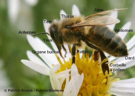 Anatomie d'une abeille. © Reproduction et utilisation interdites