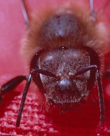 Tête d'abeille domestique. © Cl. Masson, CNRS, Laboratoire : URA1190 ; CNRS Photothèque, reproduction et utilisations interdites