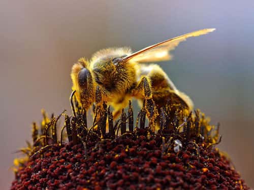 Abeille récoltant du pollen. © Jon Sullivan, DP