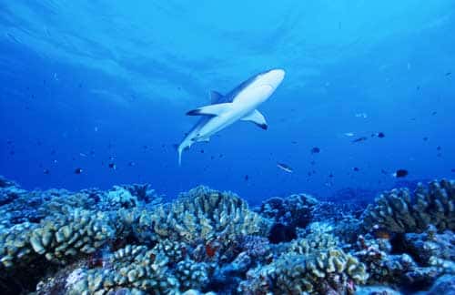 <br />Atoll de Fakarava, dans l'archipel des Tuamotu - Réserve de la biosphère. Requin gris de recif (<em>Charcharhinus amblyrhynchos</em>, grey reef shark) au dessus du recif corallien.<br />&copy; Photographe Alexis Rosenfeld<br />Tous droits réservés  