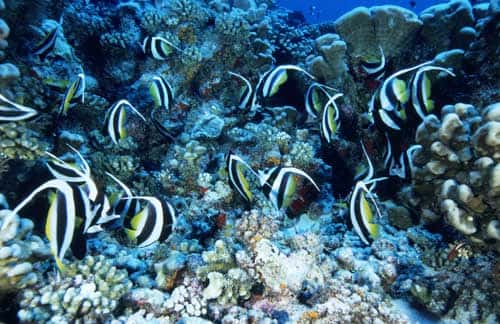 <br />Atoll de Fakarava. Réserve de la biosphère. Banc de poissons-cochers (<em>Heniochus acuminatus</em>) au-dessus du récif corallien.<br />&copy; Photographe Alexis Rosenfeld<br />Tous droits réservés  