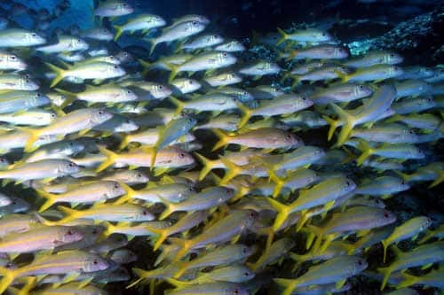 <br />Atoll de Fakarava. Réserve de la biosphère - Sous les pilotis d'un phare, un banc de rougets à nageoires jaunes (<em>Mulloidichthys vanicolensis</em>). Ces poissons vivent le jour en bancs qui peuvent rassembler 200 individus, et se dispersent la nuit pour chasser. On les trouve entre 2 et 100 mètres de profondeur. C'est l'un des poissons les plus communs de la zone.<br />&copy; Photographe Alexis Rosenfeld<br />Tous droits réservés  