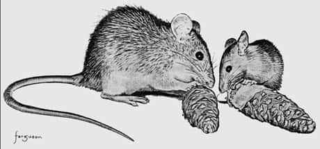 <br />Extrait de : Cultural transmission of feeding behaviour in the black rat (Rattus rattus) par Joseph Terkel. In : Social learning in animals : the roots of the culture. Academic Press, 1994