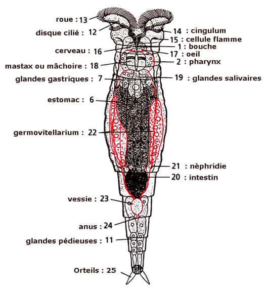 <br />Anatomie d'un Rotifère (d'après Grassé et Hyman)