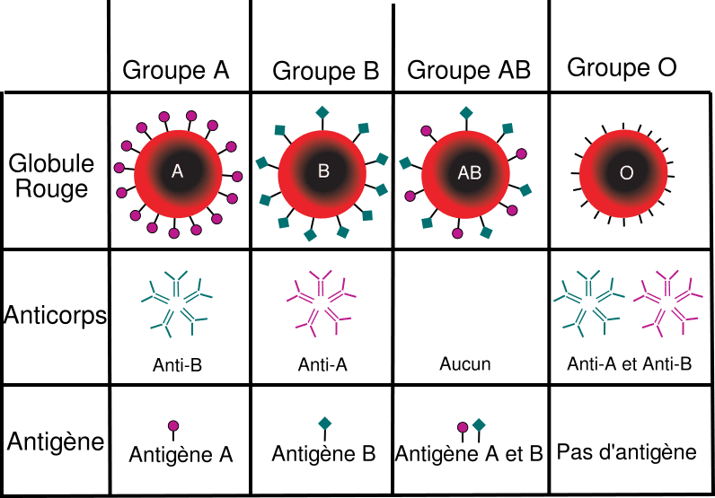 Le système ABO est le plus connu. Comme on peut le voir sur ce tableau, en fonction de son groupe sanguin, on présente ou non des antigènes, ce qui définit en retour la présence de certains anticorps spécifiques. Ainsi, il est important, lors d’une transfusion, d’injecter du sang qui ne sera pas rejeté par le receveur. Il en va en réalité de même pour tous les groupes sanguins définis : le système rhésus, le système Kell, le système Langereis, le système Junior et tous les autres. © historicair, Wikipédia, DP