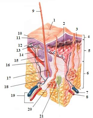 La peau comporte une structure complexe avec de nombreux éléments. On distingue un pore de transpiration (1), une jonction dermoépidermique (2), une terminaison nerveuse (3), l’épiderme, le derme (5), l’hypoderme (6), une veine (7), une artère (8), un poil (9), la cornée (10), une couche pigmentée (11), des kératinocytes (12), des mélanocytes (13), le muscle érecteur du poil (14), la glande sébacée (15), le follicule pileux (16), le bulbe (17), un nerf (18), le système lymphatique et vasculaire (19), la glande sudoripare eccrine (20) et le corpuscule de Pacini (21). © Leridant, Wikipédia, DP
