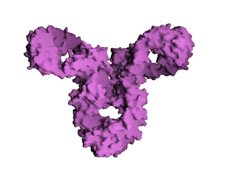 Surface moléculaire d'une immunoglobuline IgG. © GWhite, cc by 2.0