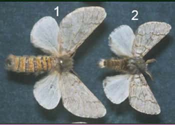 Figure 2 : différence de taille des adultes, avec, en 1, une femelle et, en 2, un mâle. © Photo Démolin, DR