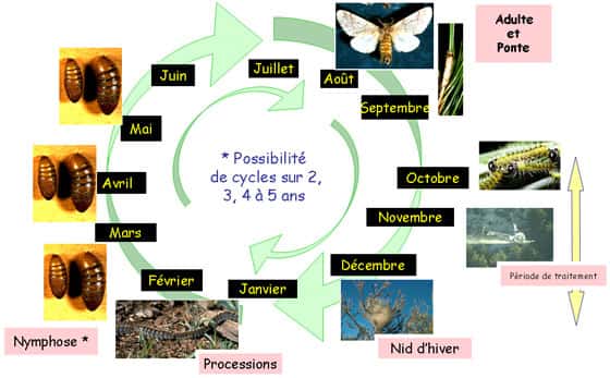 Figure 1 : cycle biologique moyen de la processionnaire du pin en France. © Jean-Claude Martin, DR