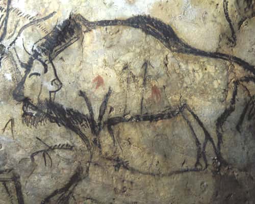 Fig. 1. L'hypothèse de la magie de la chasse s'appuyait sur la présence d'animaux atteints par des flèches ou des sagaies, comme ce bison de la Caverne de Niaux (Ariège). © Cliché J. Clottes. Tous droits réservés