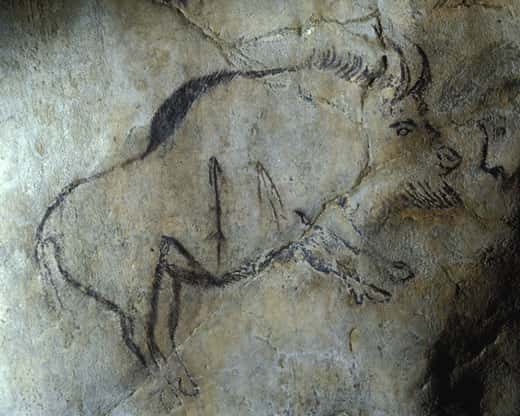 Fig. 5. Bison de la Caverne de Niaux (Ariège), directement daté de 12 890 BP ± 160 (Gif A 91319). La pérennité des thèmes et de certaines techniques à travers le Paléolithique supérieur est évidente. © Cliché J. Clottes. Tous droits réservés