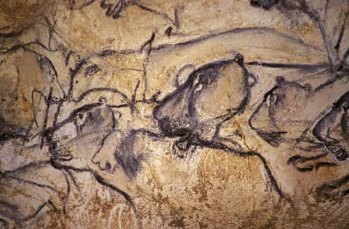 Fig. 7. Les félins sont aussi très nombreux pendant l'Aurignacien, au début de l'art des cavernes. Grotte Chauvet. © Cliché J. Clottes. Tous droits réservés