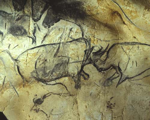 Fig. 8. Les représentations de rhinocéros, fréquentes à l'Aurignacien, deviendront beaucoup plus rares par la suite. Grotte Chauvet. © Cliché J. Clottes. Tous droits réservés