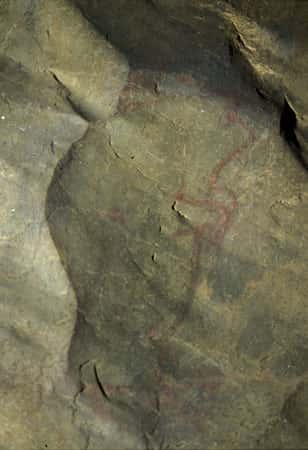 Fig. 11. Ce petit bison rouge vertical de Niaux (Galerie Profonde) a été peint en fonction d'une concavité de la roche - non peinte - qui évoquait la ligne de dos d'un bison.  © Cliché J. Clottes. Tous droits réservés