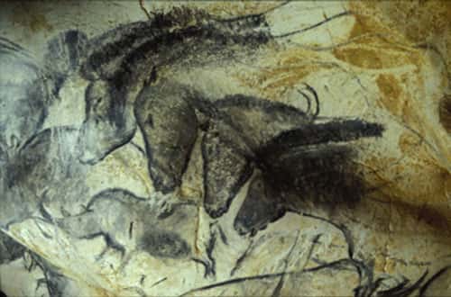 Fig. 12. La réussite esthétique de certains dessins, comme ces chevaux de la Grotte Chauvet, prouve que l'on avait affaire souvent à des artistes consommés. © Cliché J. Clottes. Tous droits réservés