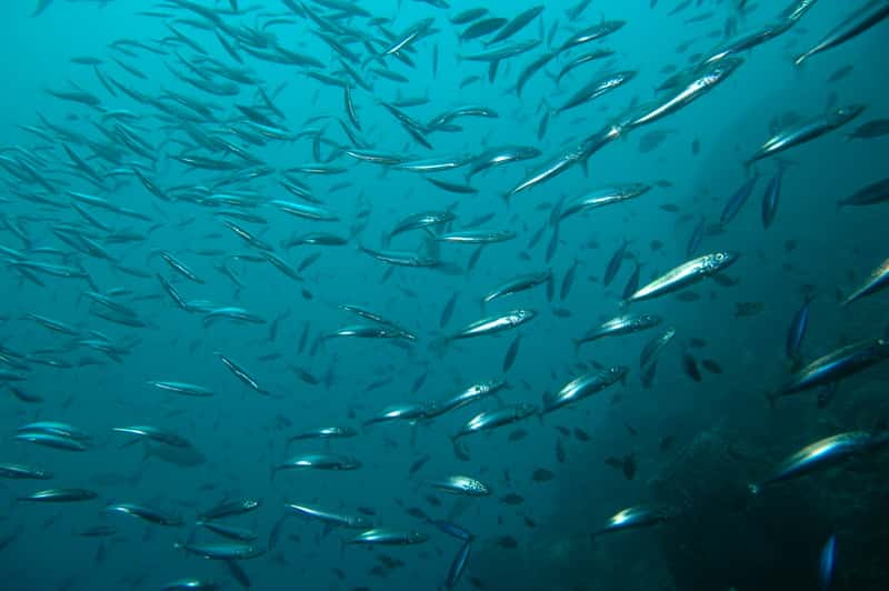 Les récifs artificiels : quels avantages pour la pêche ? © DR