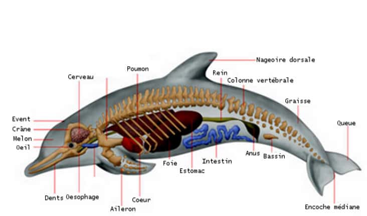 Anatomie du dauphin. © Wikipedia/Traduction Futura-sciences