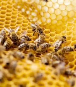 Mortalité des abeilles : qu'est-ce que l'approche multifactorielle ? © apiterra.fr