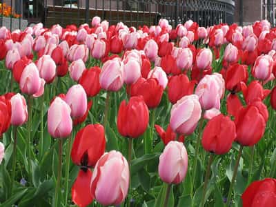 Un massif de tulipes, Terry korte Domaine public