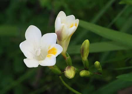 <em>Freesia alba</em>, fleurs et bourgeons. © Alvesgaspar, Creative Commons - Attribution-Share Alike 3.0 Unported