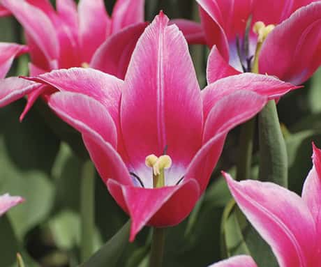 La tulipe, fleur à bulbe la plus réputée. © UpstateNYer, Creative Commons, Attribution 3.0 Unported