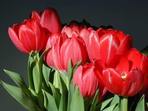 Les tulipes, reines des fleurs à bulbe. © FlikR, photogestion, Creative Commons