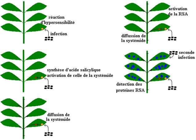 Figure 1. Evolution dans le temps de la réaction à un phytopathogène