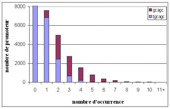 Figure 8. Distribution cumulée des consensus établis par Motif Sampler et Oligo-analysis