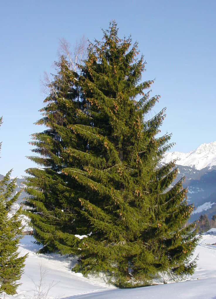 <em><em>Picea abies, </em></em>le sapin de Noël !<em><em> © GMF, Wikipedia, Free Documentation License</em></em>