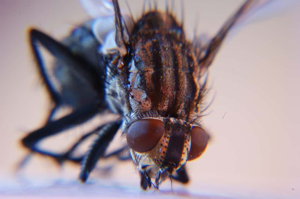 Les particularités de l'œil de mouche intéressent beaucoup les roboticiens. © 1suisse, Flickr, DR