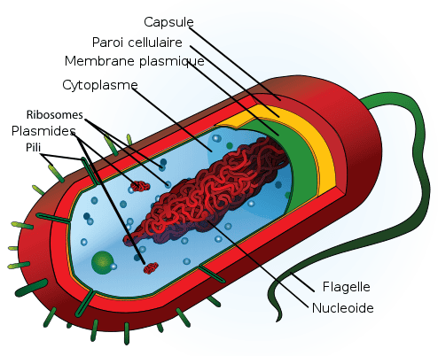 Schéma d’une bactérie. Les plasmides constitués d’ADN peuvent contenir un gène d’intérêt et permettre l’expression de protéines, comme l’hormone de croissance. © DR