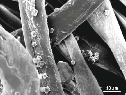 Fig. 1. Fibre de coton colonisée par une moisissure (champignon). Les fibres de coton, comme d’autres fibres cellulosiques, sont sujettes aux attaques par des microorganismes capables de digérer la cellulose et d’engendrer une décoloration du tissu, ou d’en modifier la teinte.  