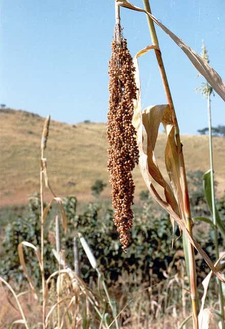 Le millet se décline en de nombreuses espèces. © Paul-W, Flickr, CC by nc-sa 2.0