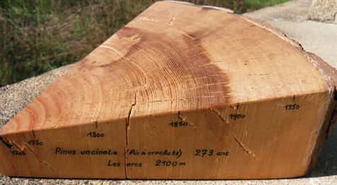 Fig. 1. La dendrochronologie permet de connaître la durée de vie d’un arbre en comptant le nombre d’anneaux de croissance annuelle. Elle renseigne aussi sur les variations annuelles du climat, qui se traduisent par des espaces plus ou moins larges. Ainsi, il est possible par comparaison de déterminer avec précision la date de naissance d’un échantillon de bois bien après qu’il a été coupé. © DR