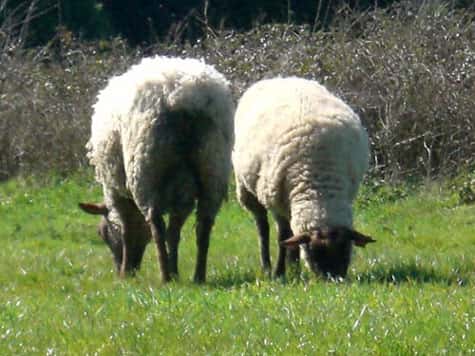 L'introduction du mouton a eu des causes sur la biodiversité. © Domaine public 