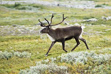 Un renne, aussi appelé caribou (<em>Rangifer tarandus</em>) dans la vallée du Kebnekaise, dans les Alpes scandinaves (Suède). © Alexandre Buisse, GNU LDL 1.2