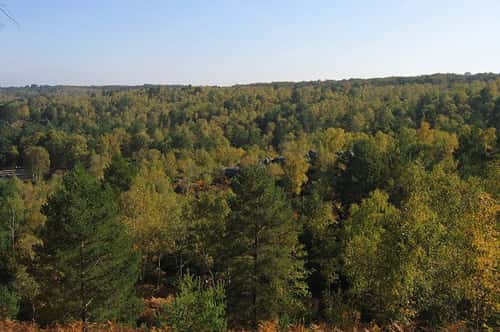 Forêt de Fontainebleau. © GNU FDL 1.2 