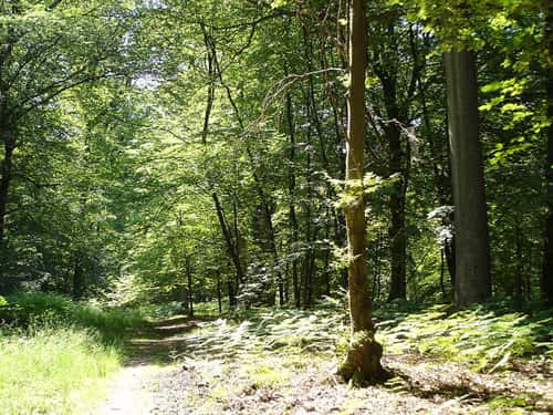 Forêt de Laigue. © Touriste domaine public