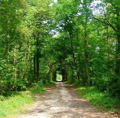 Forêt de Chantilly. © Irish21 GNU FDL 1.2