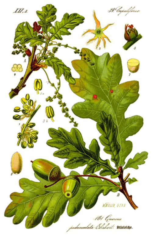 <em>Quercus robur</em>, le chêne pédonculé. © DR