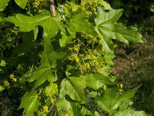 <em>Acer campestre, </em>l'érable champêtre. © Willow, Lic. CC 2.5