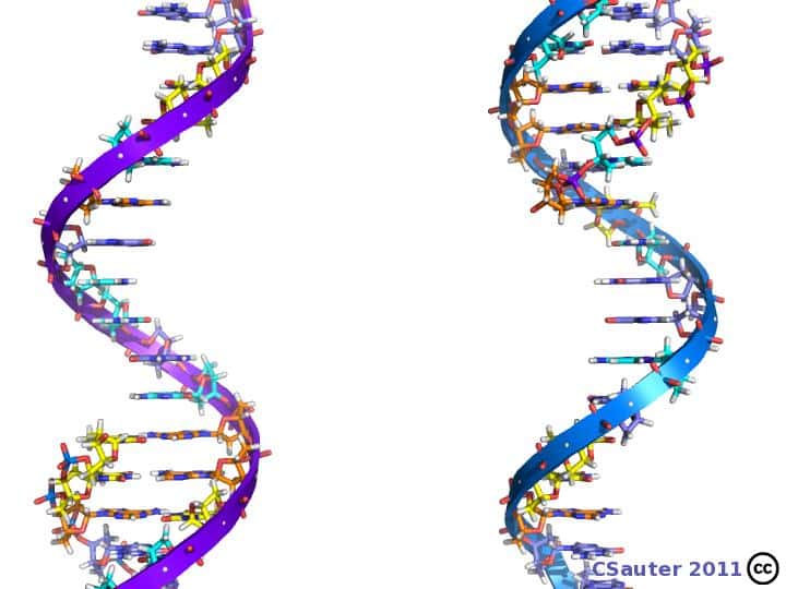 La cellule recopie ses gènes avant de se diviser. Les deux brins sont séparés et chacun est recopié par des enzymes appelées ADN polymérases. © Claude Sauter, CC