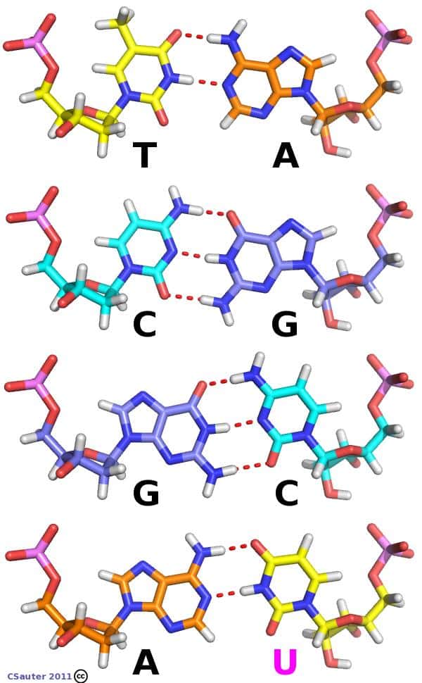 Les molécules d'ADN et d'ARN sont chimiquement très proches, mais le second possède un oxygène supplémentaire (en rouge à droite des lettres) sur les sucres (riboses) qui composent ses nucléotides (l'ADN contient en réalité du désoxyribose). En outre, la thymine (T) de l'ADN est remplacée par l'uracile (U) dans l'ARN. © Claude Sauter, CC