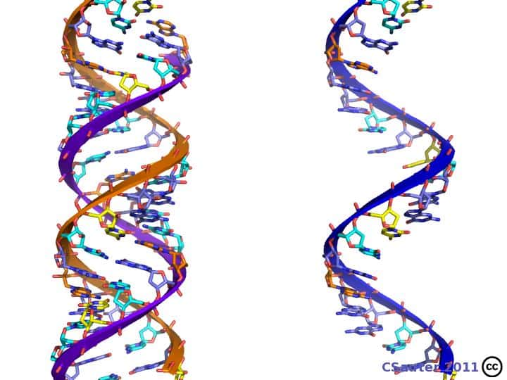 Un des deux brins de l'ADN, appelé le brin codant, est recopié par l'ARN polymérase sous forme d'ARN messager qui transmettra l'information du gène à la machinerie de synthèse protéique. © Claude Sauter, CC