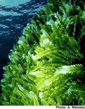 L'introduction de la<em> Caulerpa taxifolia</em> a engendré une polémique sur les responsables. © A. Meinesz, DR
