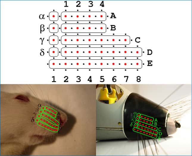 Les vibrisses du robot Psikharpax sont organisées comme celles du rat et permettent la reconnaissance de textures, la reconnaissance de formes, et le suivi de murs. © N’Guyen <em>et al.</em>, 2009-2010/ISIR/N'Guyen Steve